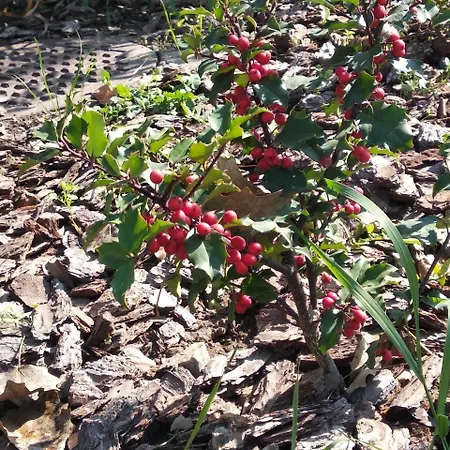 12 Months Mini ホテル