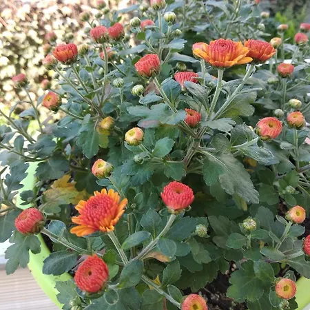 12 Months Mini 3* オデッサ