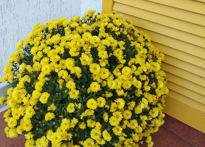 12 Months Mini Odessza