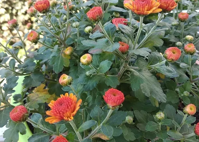 12 Months Mini 3* Odessza