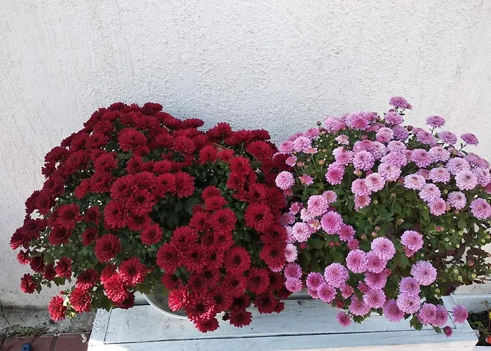 Szálloda 12 Months Mini