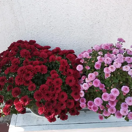 Hotel 12 Months Mini