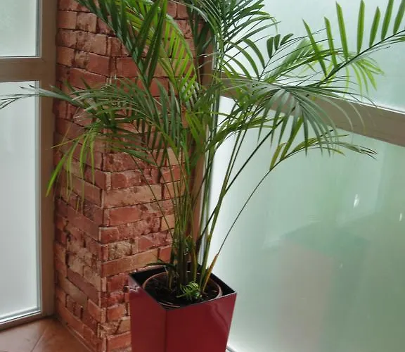 12 Months Mini 3* Odessa